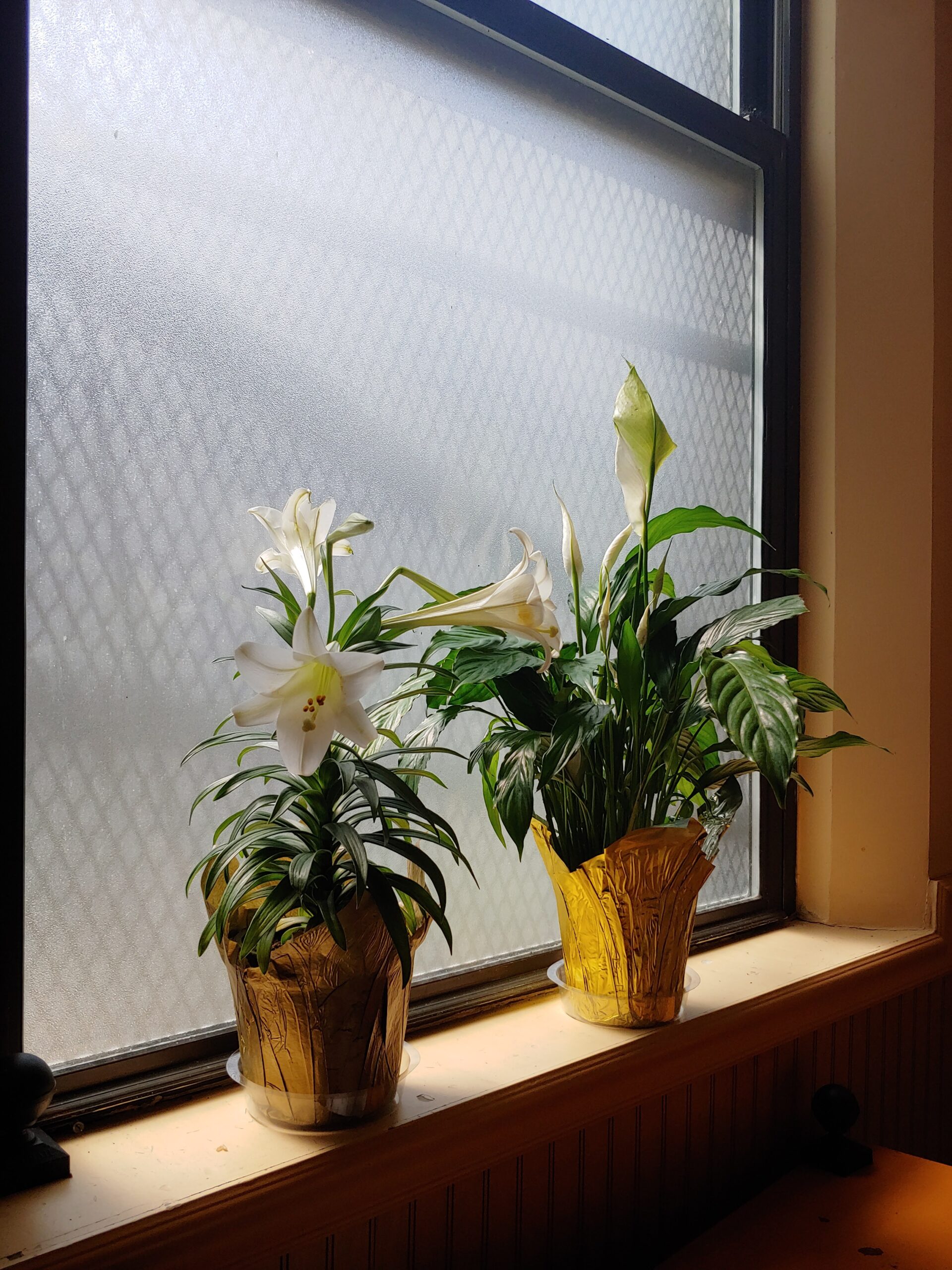 Photograph of white lilies in a window.